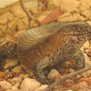 Egernia cunninghami at Acton, ACT - Yesterday by HelenCross