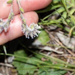 Myosotis discolor at Hawker, ACT - Yesterday by AlisonMilton