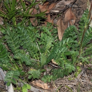 Acaena sp. Thredbo River Gorge at Hawker, ACT - Yesterday by AlisonMilton