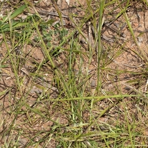 Unverified Other Wildflower or Herb at Hawker, ACT - 14 Oct 2025 by AlisonMilton