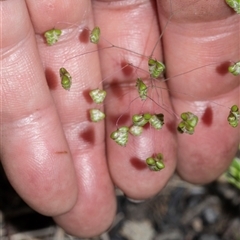 Briza minor (Shivery Grass) at Hawker, ACT - 14 Oct 2025 by AlisonMilton