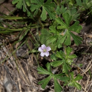 Geranium (genus) at Hawker, ACT - Yesterday by AlisonMilton