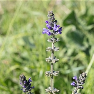 Salvia verbenaca var. verbenaca at Hawker, ACT - Yesterday by AlisonMilton