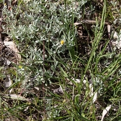 Chrysocephalum apiculatum at Hawker, ACT - 14 Oct 2025 by AlisonMilton