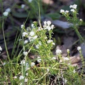 Unverified Other Wildflower or Herb at Hawker, ACT - 14 Oct 2025 by AlisonMilton