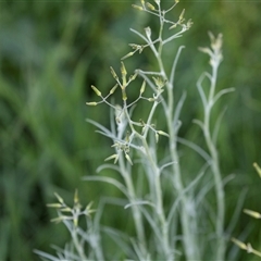 Senecio quadridentatus (Cotton Fireweed) at Hawker, ACT - 14 Oct 2025 by AlisonMilton