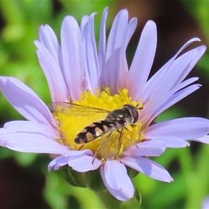 Melangyna viridiceps at Acton, ACT - Yesterday by RodDeb