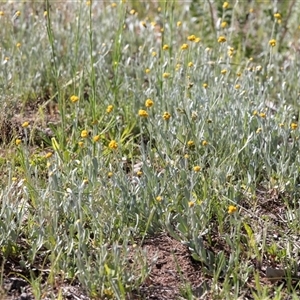 Chrysocephalum apiculatum (Common Everlasting) at Hawker, ACT - Yesterday by AlisonMilton