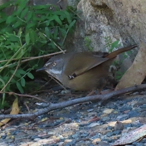 Sericornis frontalis at Acton, ACT - Yesterday by RodDeb