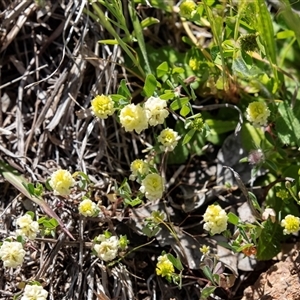 Trifolium campestre at Hawker, ACT - Yesterday by AlisonMilton