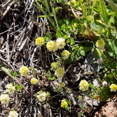 Trifolium campestre (Hop Clover) at Hawker, ACT - 14 Oct 2025 by AlisonMilton