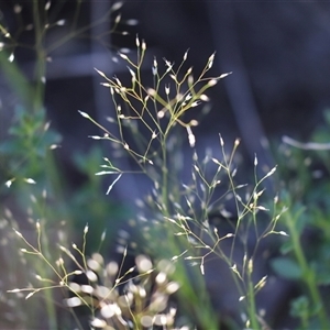 Pentaschistis airoides at Hawker, ACT - Yesterday by AlisonMilton