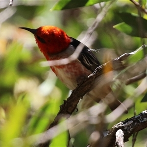 Myzomela sanguinolenta at Acton, ACT - Yesterday by RodDeb
