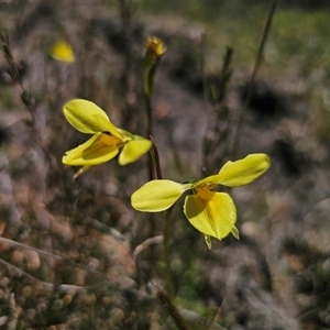 Diuris chryseopsis by Csteele4