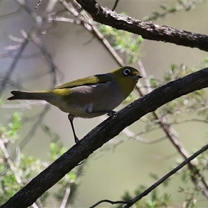 Zosterops lateralis at Acton, ACT - Yesterday by RodDeb