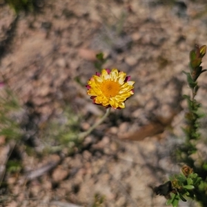 Leucochrysum albicans subsp. tricolor at Bendoura, NSW - Today by Csteele4