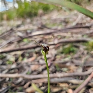 Pterostylis pedunculata by Csteele4