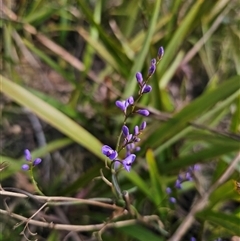 Comesperma volubile (Love Creeper) at Captains Flat, NSW - 13 Oct 2025 by Csteele4