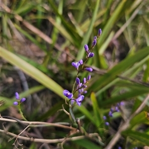 Comesperma volubile at Captains Flat, NSW - 13 Oct 2025 by Csteele4