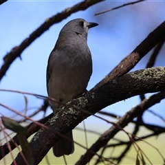 Colluricincla harmonica (Grey Shrikethrush) at Acton, ACT - 14 Oct 2025 by RodDeb