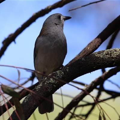 Colluricincla harmonica (Grey Shrikethrush) at Acton, ACT - 14 Oct 2025 by RodDeb