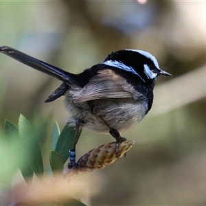 Malurus cyaneus at Acton, ACT - Yesterday by RodDeb