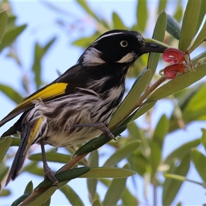 Phylidonyris novaehollandiae (New Holland Honeyeater) at Acton, ACT - Yesterday by RodDeb