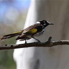 Phylidonyris novaehollandiae at Acton, ACT - 14 Oct 2025 01:19 PM