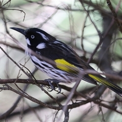 Phylidonyris novaehollandiae at Acton, ACT - 14 Oct 2025 01:19 PM