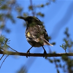 Phylidonyris novaehollandiae at Acton, ACT - 14 Oct 2025 01:19 PM