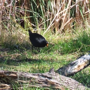 Gallinula tenebrosa at Yarralumla, ACT - Yesterday by RodDeb