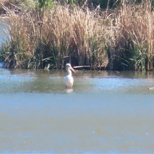 Pelecanus conspicillatus at Yarralumla, ACT - Yesterday by RodDeb