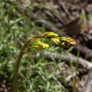 Bulbine bulbosa (Golden Lily, Bulbine Lily) at Hawker, ACT - Yesterday by AlisonMilton