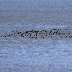 Phalacrocorax sulcirostris (Little Black Cormorant) at Yarralumla, ACT - 14 Oct 2025 by RodDeb