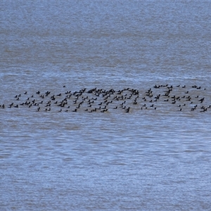 Phalacrocorax sulcirostris (Little Black Cormorant) at Yarralumla, ACT - Yesterday by RodDeb