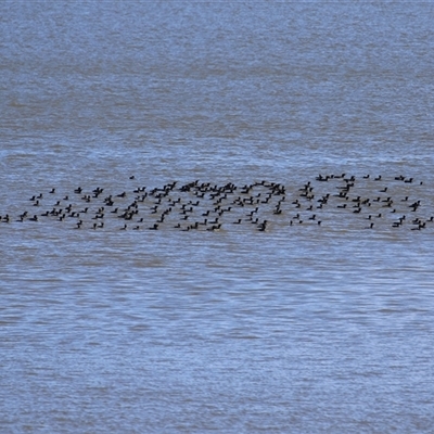 Phalacrocorax sulcirostris (Little Black Cormorant) at Yarralumla, ACT - 14 Oct 2025 by RodDeb