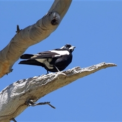 Grallina cyanoleuca (Magpie-lark) at Higgins, ACT - 11 Oct 2025 by AlisonMilton