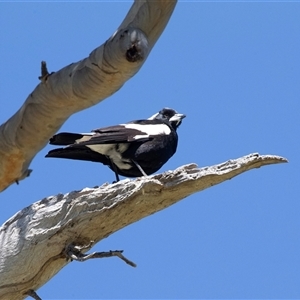 Grallina cyanoleuca at Higgins, ACT - 11 Oct 2025 by AlisonMilton