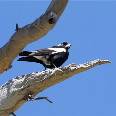 Grallina cyanoleuca (Magpie-lark) at Higgins, ACT - 11 Oct 2025 by AlisonMilton