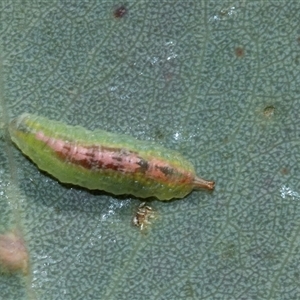 Unverified Geometer moth (Geometridae) at Higgins, ACT - 11 Oct 2025 by AlisonMilton