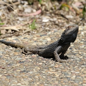 Pogona barbata at Acton, ACT - Yesterday by RodDeb