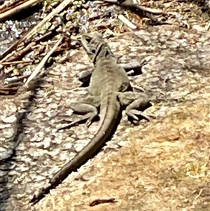 Pogona barbata at Yarralumla, ACT - Today by Jennybach