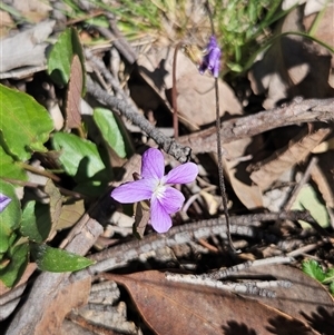 Unverified Other Wildflower or Herb at Burra, NSW - Today by BrianSummers