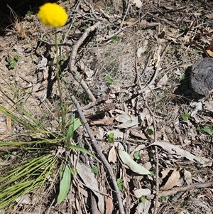 Craspedia variabilis at Yarrow, NSW - Today by BrianSummers