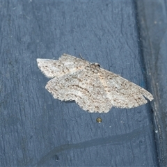 Ectropis fractaria (Ringed Bark Moth) at Higgins, ACT - 12 Oct 2025 by AlisonMilton