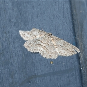 Unverified Geometer moth (Geometridae) at Higgins, ACT - 12 Oct 2025 by AlisonMilton