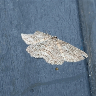 Ectropis fractaria (Ringed Bark Moth) at Higgins, ACT - 12 Oct 2025 by AlisonMilton