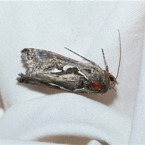 Unverified Noctuoid moth (except Arctiinae) at Higgins, ACT - 12 Oct 2025 by AlisonMilton