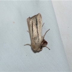 Leucania diatrecta (A Noctuid moth) at Higgins, ACT - 12 Oct 2025 by AlisonMilton