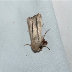 Unverified Noctuoid moth (except Arctiinae) at Higgins, ACT - 12 Oct 2025 by AlisonMilton